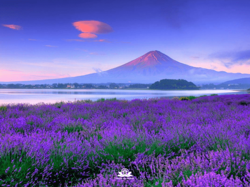 CÔNG TY TNHH DU LỊCH QUỐC TẾ TRÀNG AN 024.66.700.700