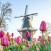 Lễ hội hoa Keukenhof 2025 có gì mới?