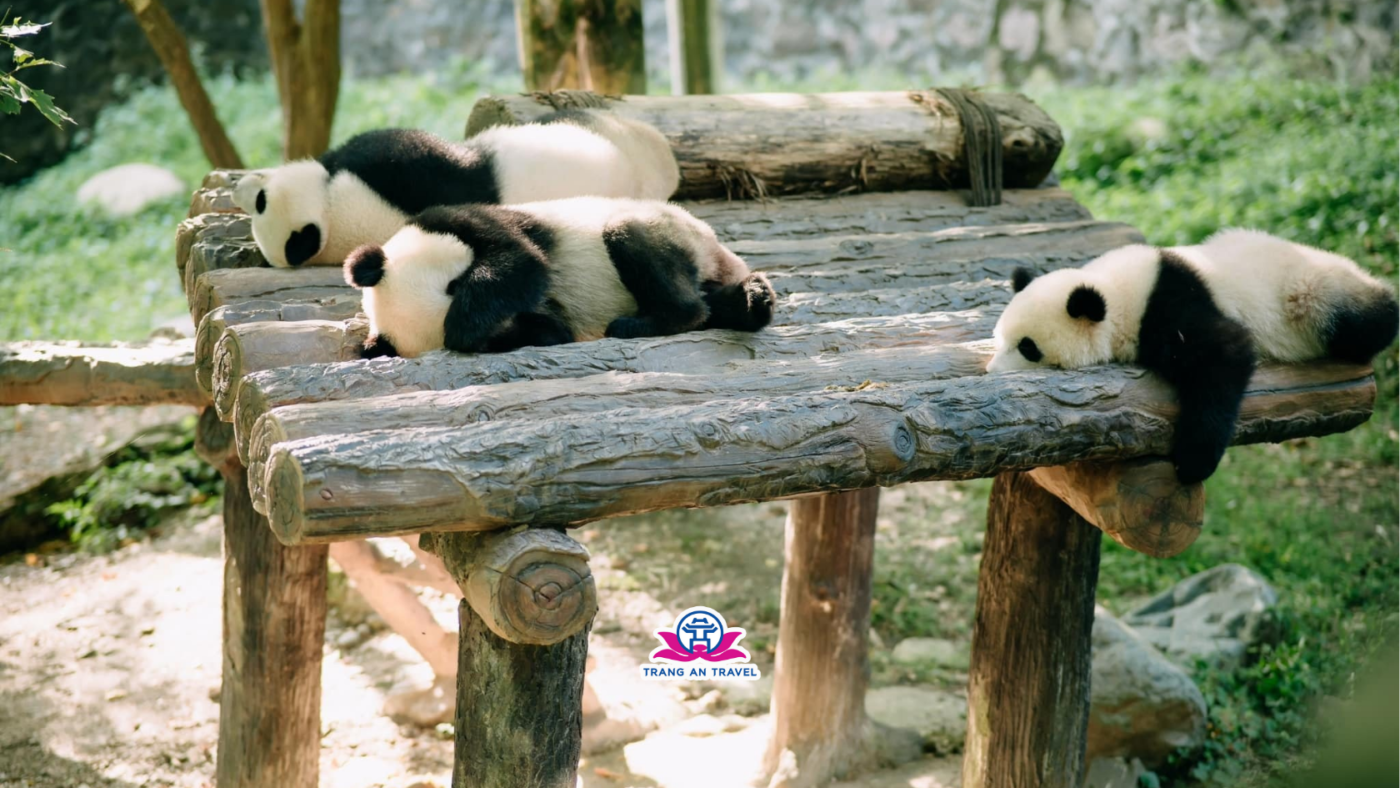 CÔNG TY TNHH DU LỊCH QUỐC TẾ TRÀNG AN 024.66.700.700